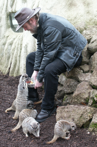 Bill feeding the meerkats at Paradise Park